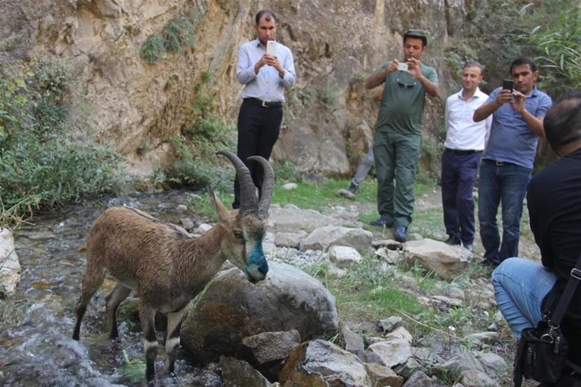 Hakkari De Tedavisi Tamamlanan Yaban Ke Isi Do Aya B Rak Ld Son