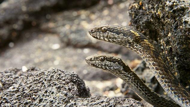 Yılanların yavru iguanalara saldırdığı anlar izleyicileri 'korkuttu'