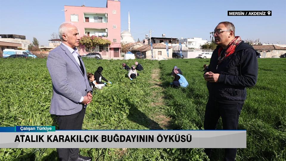 Karakılçık buğdayı, karakılçık buğdayı ekmeği, şevketibostan, maralfalfa ve kadınların şehir ekonomisine katıkısı