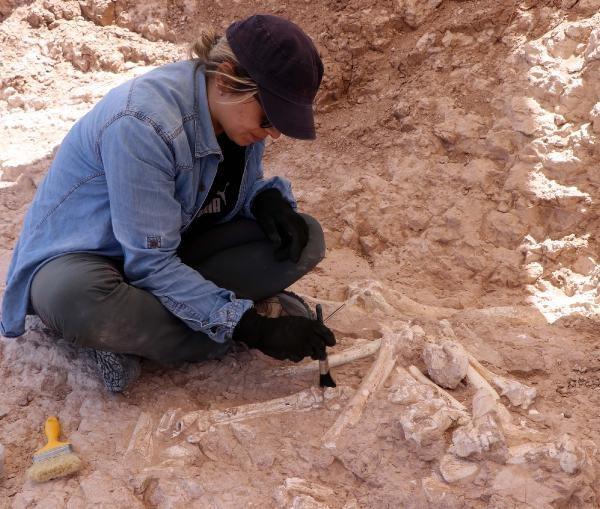 Yer: Kayseri! 7,5 milyon yıllık zürafa kol kemiği bulundu