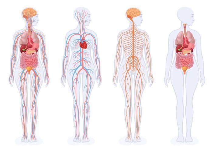 Vücudumuzun Çalışma Sistemi: Kas Grupları Ve İşlevleri
