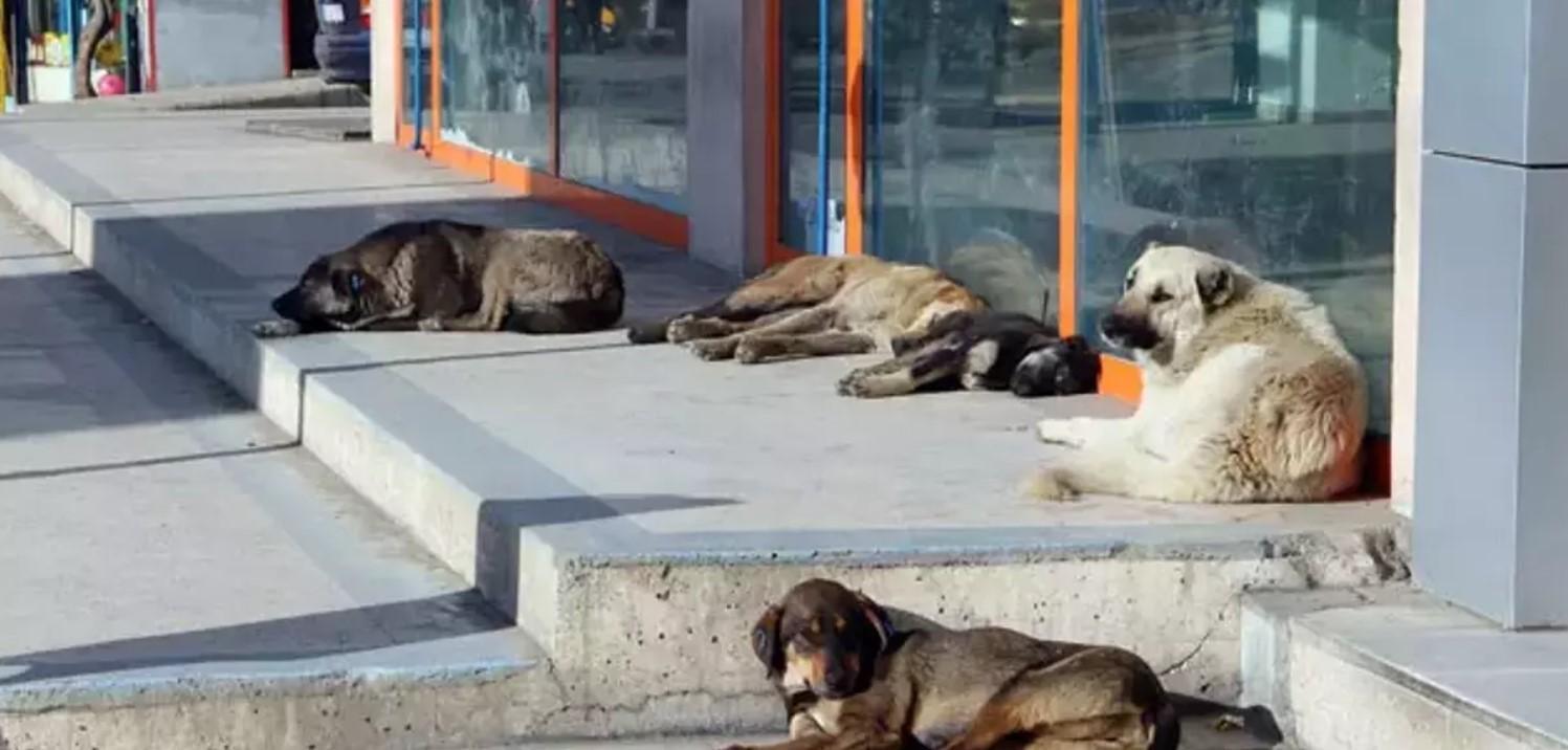 Sokak hayvanları düzenlemesinde tartışma büyüyor! ‘Alfa’ köpeklerin toplanması çözüm olur mu?