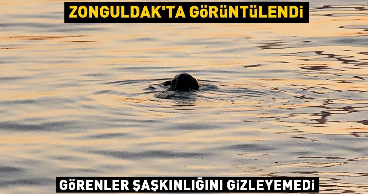 Zonguldak'ta görüntülendi! Görenler şaşkınlıklarını gizleyemedi