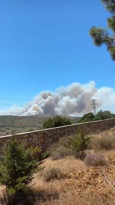 SON DAKİKA HABERİ: İzmir-Çeşme'de orman yangını!