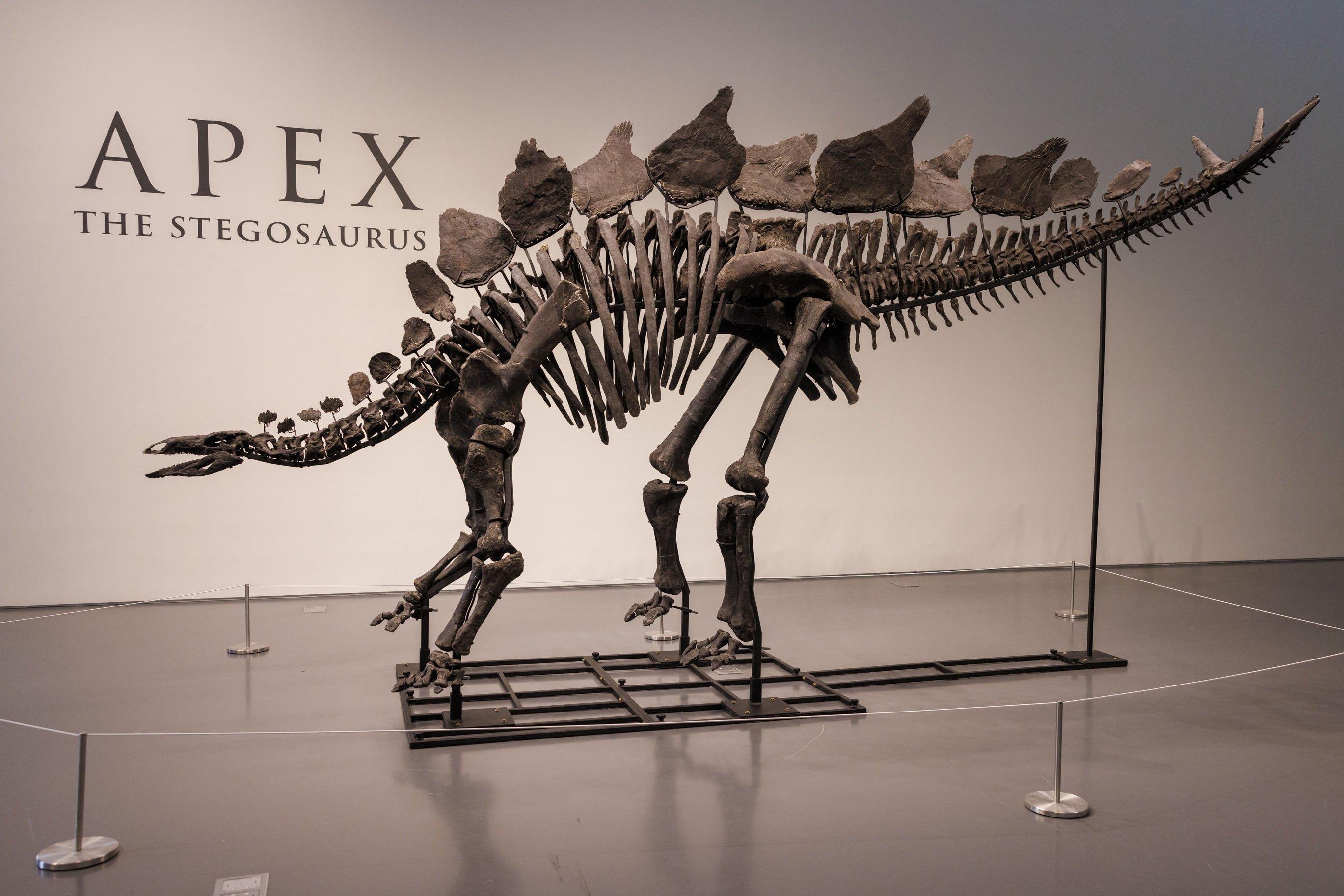 Dinozor iskeleti rekor fiyata alıcı buldu!