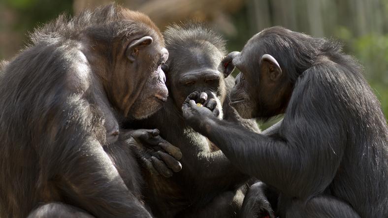 Şempanzelerin de insanlar gibi sohbet ettiği ortaya çıktı
