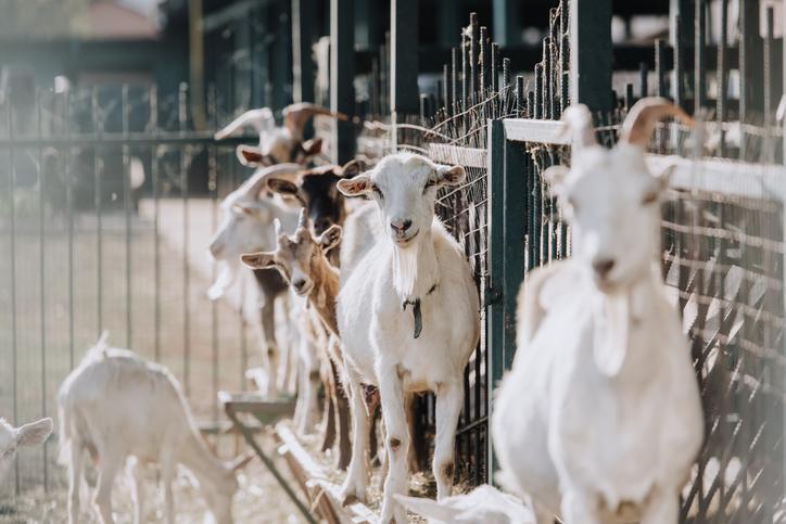 Yunanistan’da koyun-keçi vebası alarmı! Binlercesi itlaf edildi: Yasak duyuruldu…