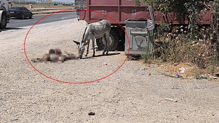 Yürek yakan görüntü! 2 gün boyunca ölen yavrusunun başında bekledi