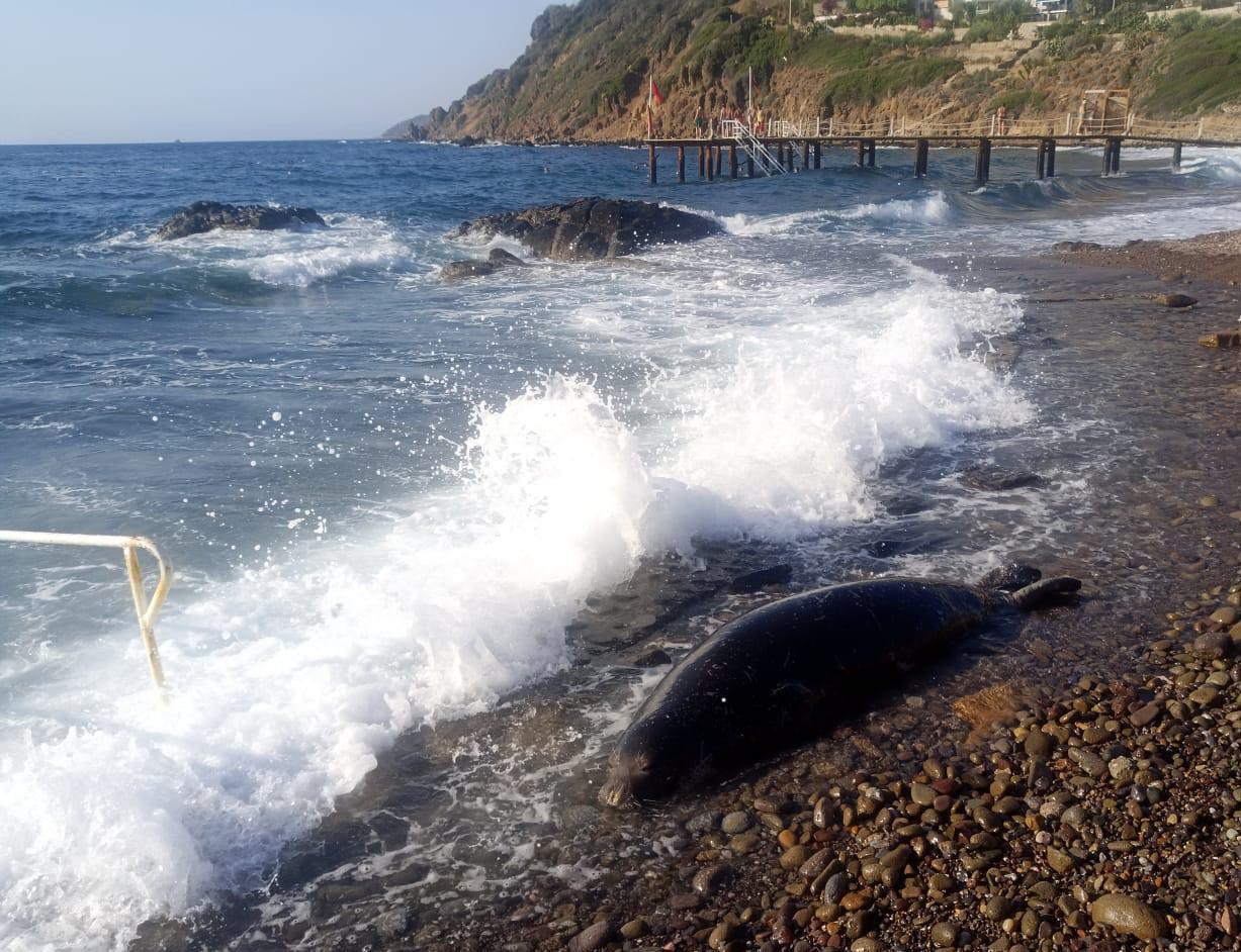 Bodrum'da üzücü anlar: 50 metre açıldı, ters dönüp sahile vurdu