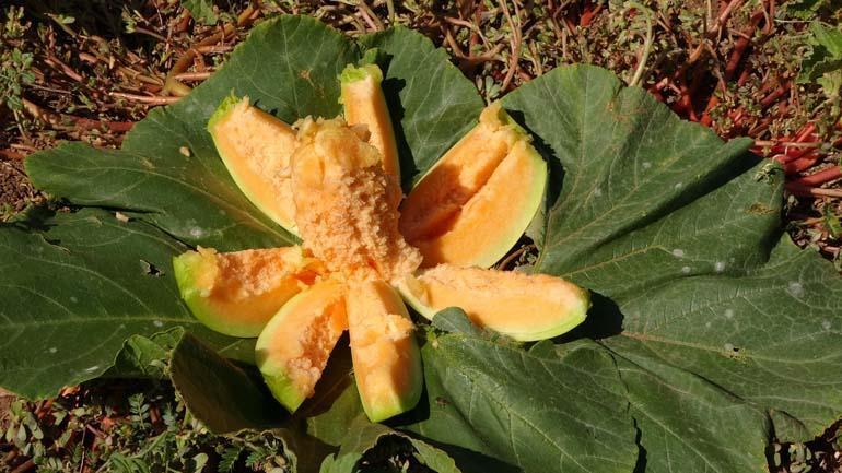 Şekli kavuna benziyor, yiyen muz tadı alıyor! Değişik aroması ve kokusuyla çok beğeniliyor... İlçenin geçim kaynağı oldu