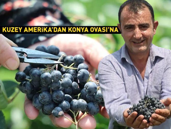 Kuzey Amerika'dan Konya Ovası'na! Eşi kanser olunca keşfetti...