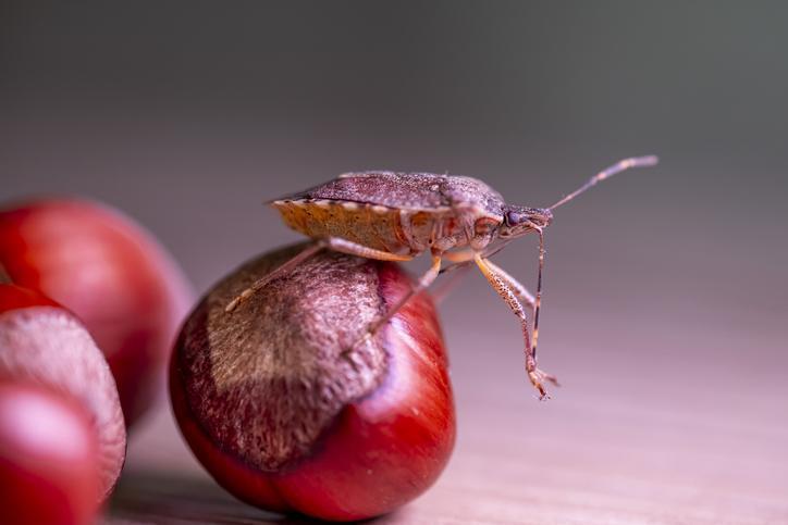 Kahverengi kokarca böceği zararları neler? Kahverengi kokarca böceği nedir?