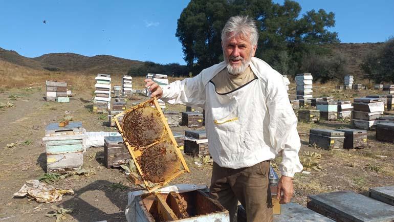 Sahte bal hem sağlığı hem de sektörü olumsuz etkiliyor