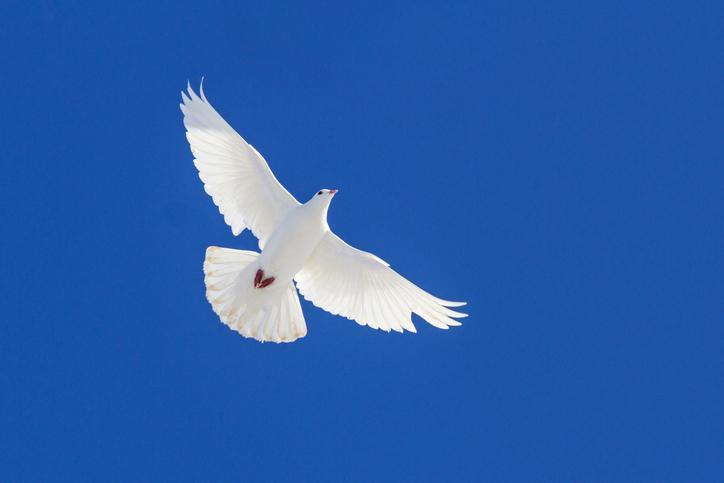 1 EYLÜL DÜNYA BARIŞ GÜNÜ MESAJLARI... Dünya Barış Günü sözleri ve mesajı