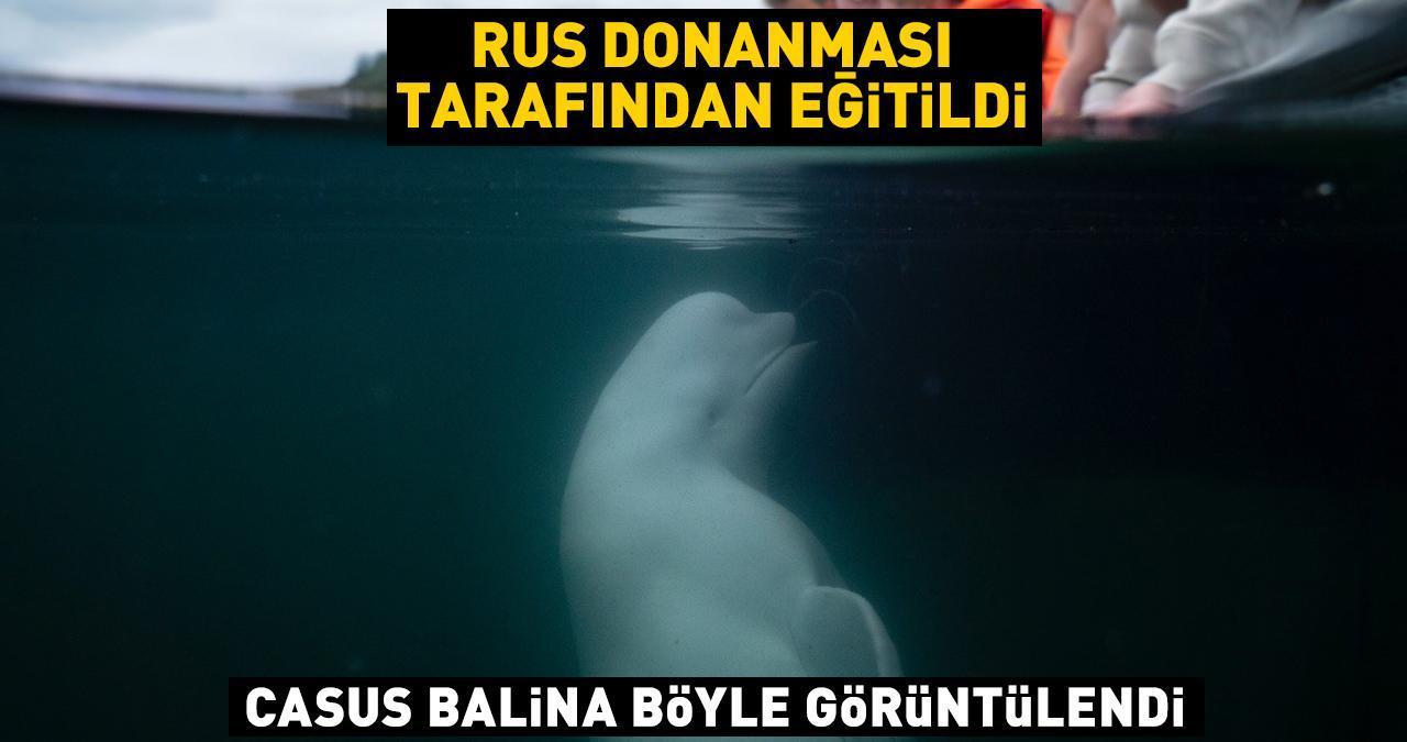 Son dakika haberi: Rus donanması tarafından eğitildi! Casus balina böyle görüntülendi