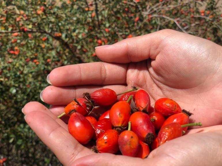 100 gramında bir kasa portakala eşdeğer C vitamini bulunuyor! Grip, öksürük, soğuk algınlığına birebir... Dağlardan gelen lezzet: Kuşburnu...