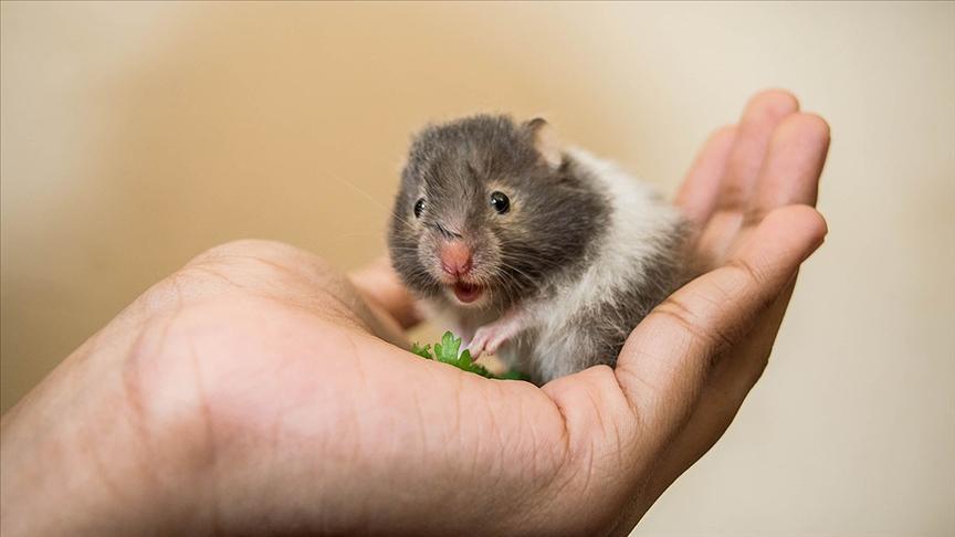 Evcil Hayvanlarımız: Hamster Gerçekten Fare Midir?