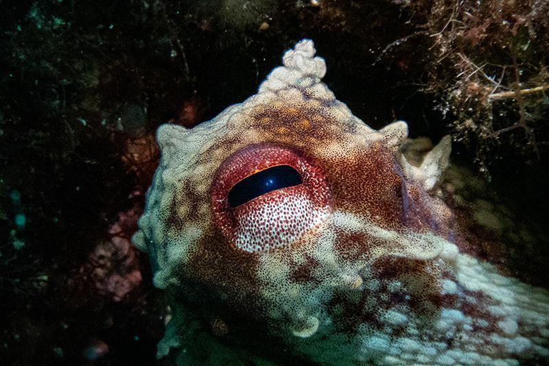 Karaburun'da farklı türlerde deniz canlıları görüntülendi