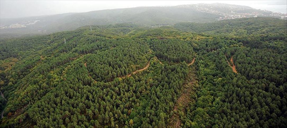 Doğanın Soğuk Kalbi: Tayga Ormanlarının Özellikleri Ve Ekosistemi