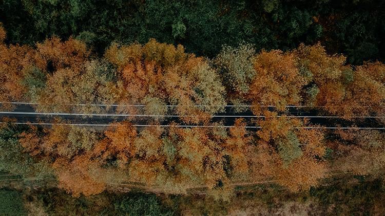 Doğanın Renkleri: Türkiye'nin Bitki Örtüsü Ve Dağılışı