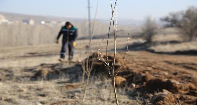 Doğanın Lezzetleri: Mahlep Ağacı Ve Özellikleri