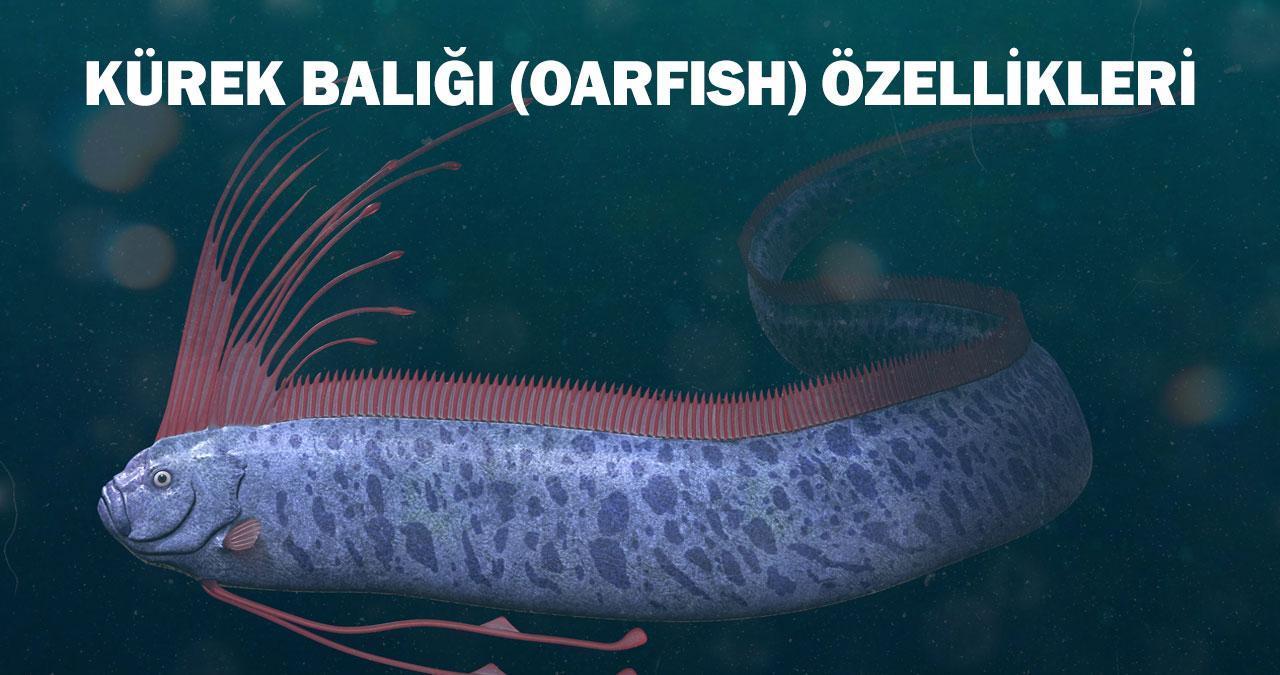 Kürek Balığı (Oarfish) Nedir, Özellikleri Nelerdir? Kürek Balığı Nerede Yaşar?