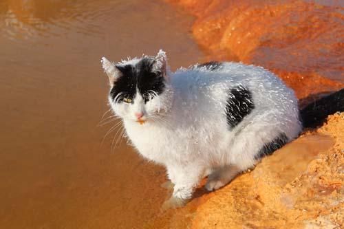 Fotoğraflar Sibirya'dan değil Sivas'tan! Kedi adeta 'dondu'