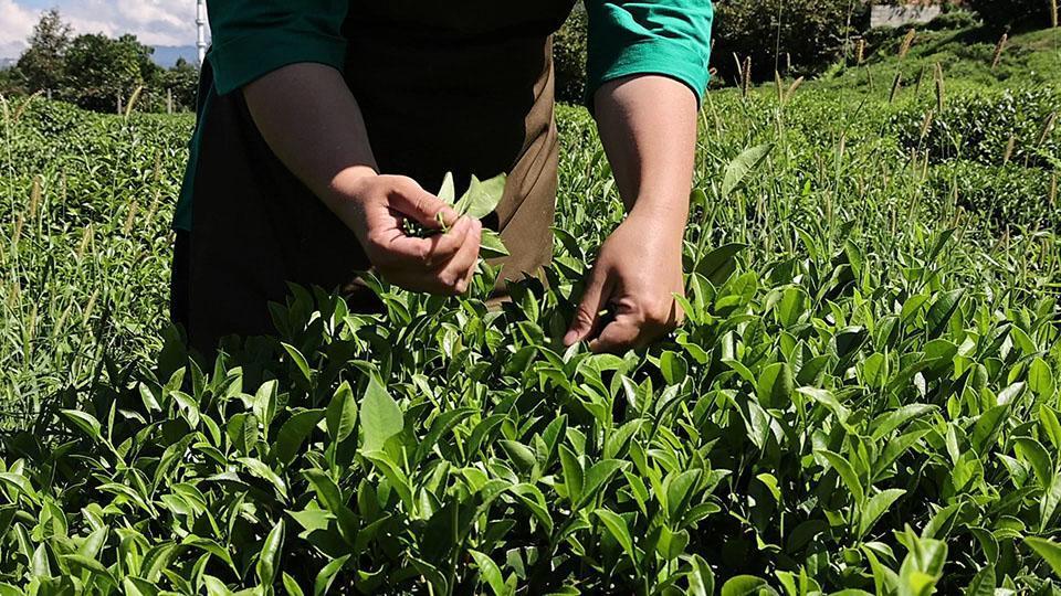 Bahçeden sofraya çayın hikayesi Yeşil Doğa'da ekrana geldi