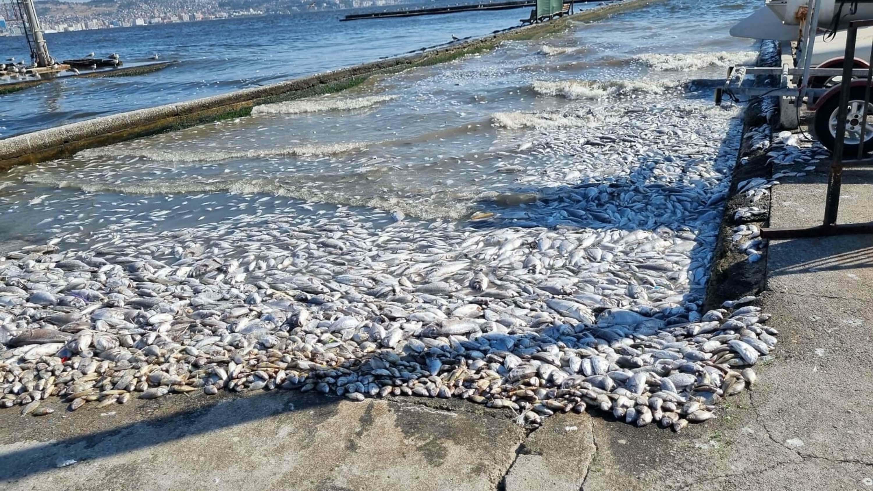 İzmir Körfezi'nde korkutan tablo! Soruşturma başlatıldı