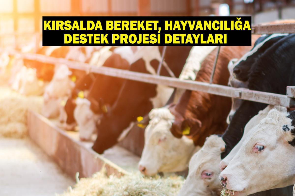 Kırsalda Bereket, Hayvancılığa Destek Projesi başvurusu ne zaman, başvuru şartları neler?