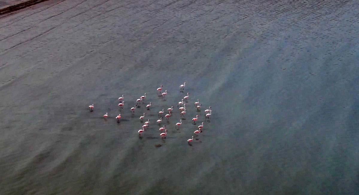 Van Gölü havzasını seven flamingolar kışın da gitmedi