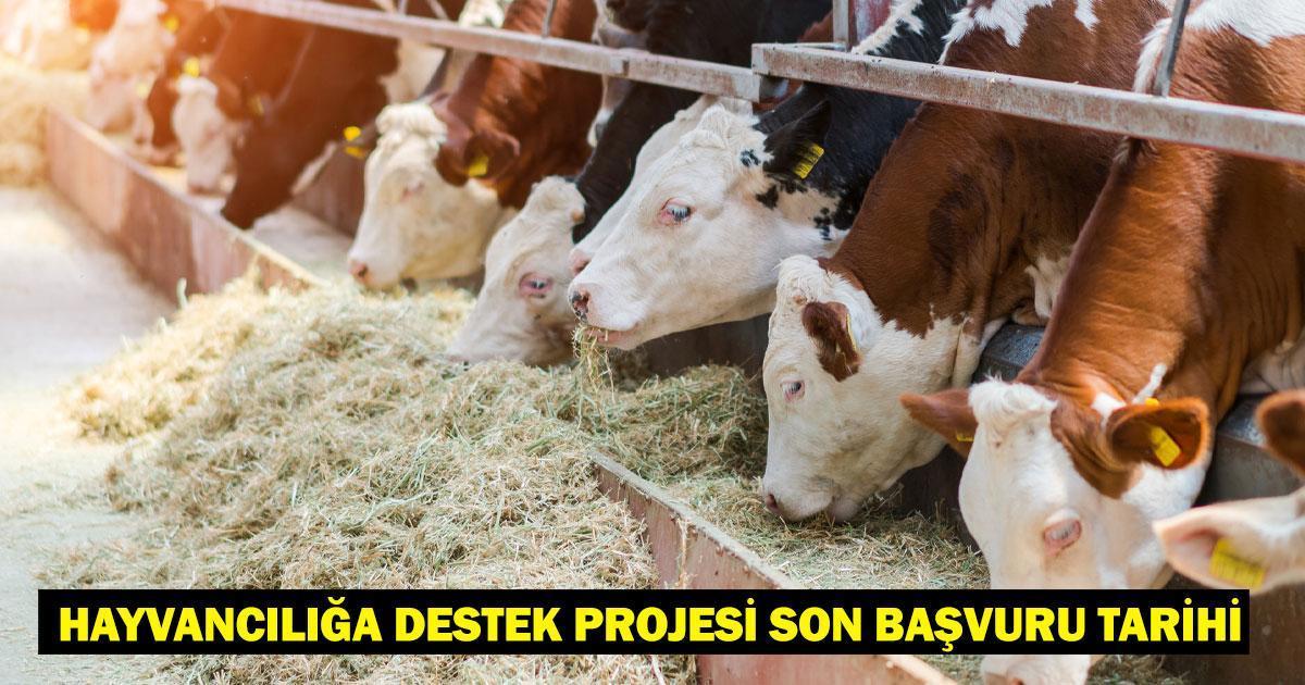 Kırsalda Bereket, Hayvancılığa Destek Projesi 2025 Son Başvuru Tarihi Ne Zaman?