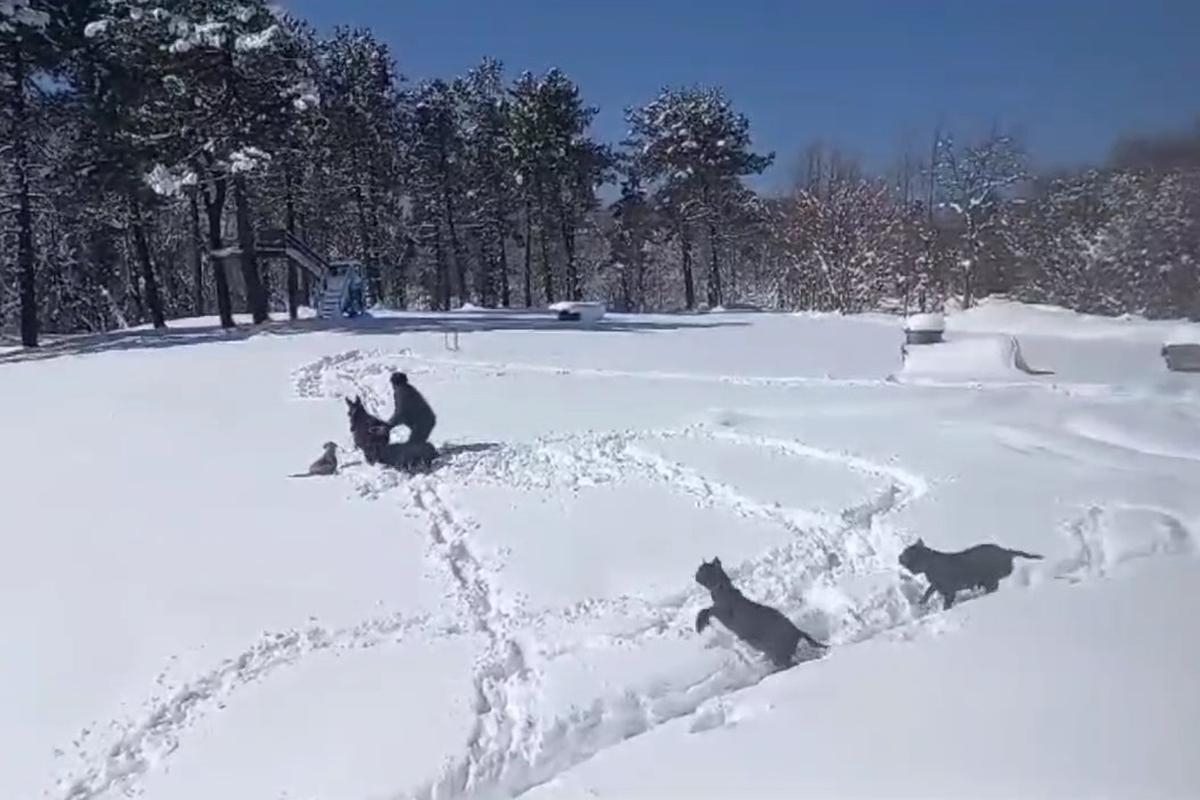 Sıpasıyla kar keyfi yaptı, ahıra zor soktu