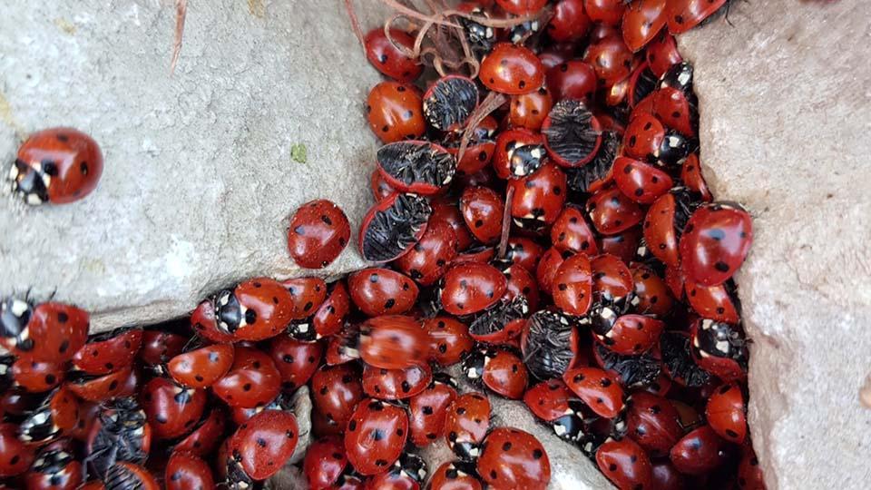 Uludaz'ın uğur böceklerinin hikayesi Yeşil Doğa'da ekrana geldi