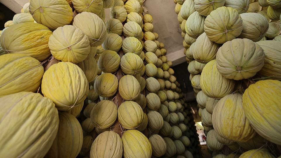 Kışlık kavun yetiştiriciliğinin hikayesi Yeşil Doğa'da ekrana geldi