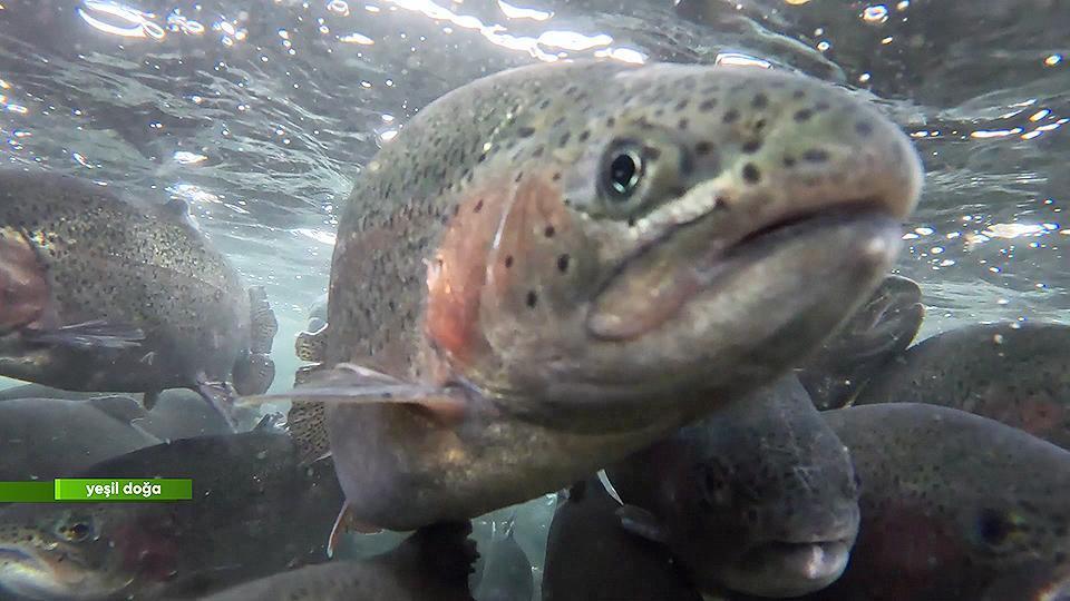 Bozkırın ortasında somon üretiminin hikayesi Yeşil Doğa'da ekrana geldi