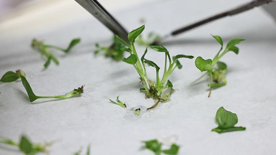 Geleceğin tarımı: Klonlanan tohumların hikayesi Yeşil Doğa'da ekrana geldi