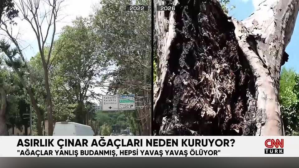 Beşiktaş ve Dolmabahçe'deki asırlık çınar ağaçları neden ölüyor?