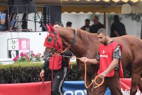 Atlar bu kez satış için yarıştı Geleceğin şampiyon adayları, yeni yuvalarına uğurlandı...