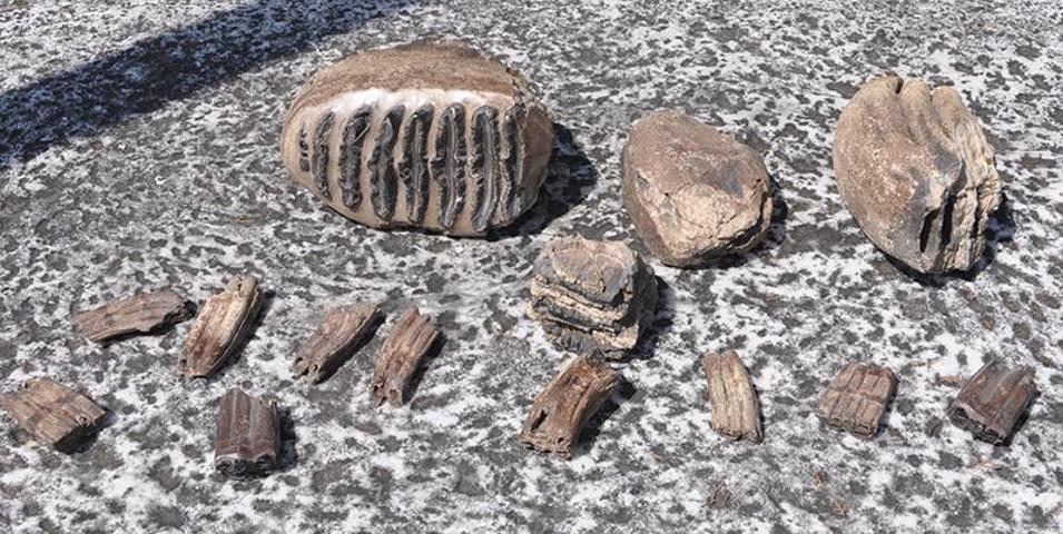 O mamut 2 milyon yaşında