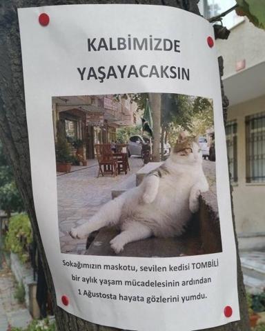 Kadıköyün kedisi Tombili heykeli açıldı