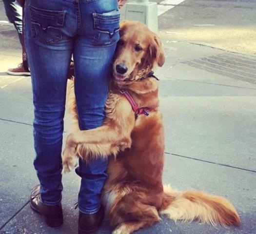 Dünyanın en sevgi dolu köpeğiyle tanışın
