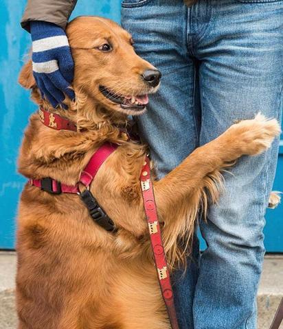 Dünyanın en sevgi dolu köpeğiyle tanışın