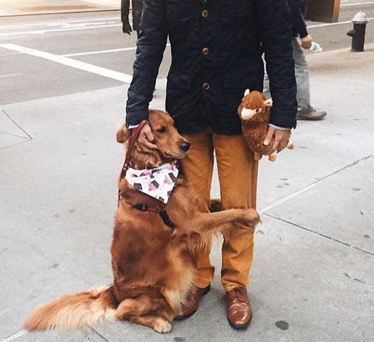 Dünyanın en sevgi dolu köpeğiyle tanışın