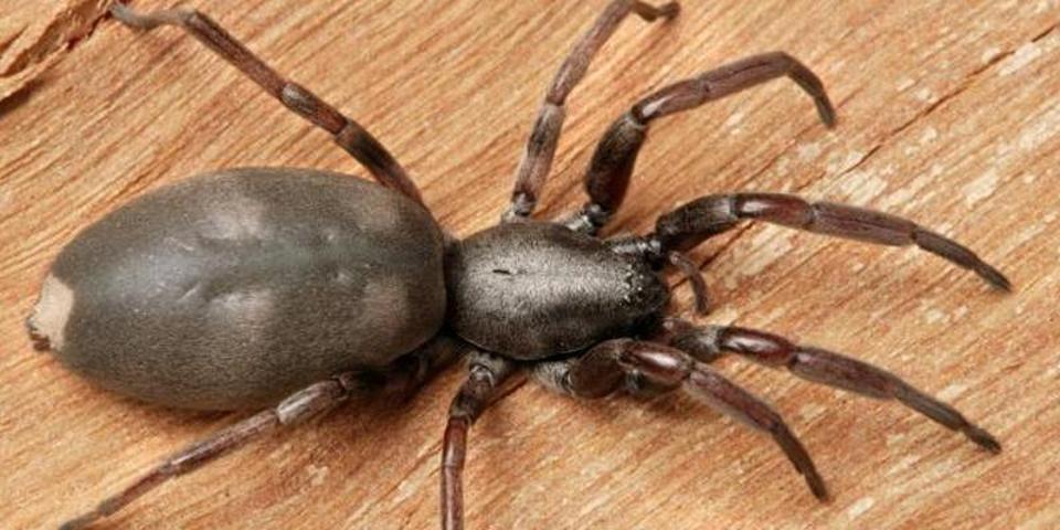 Bu arı, örümcekleri zombiye dönüştürüyor