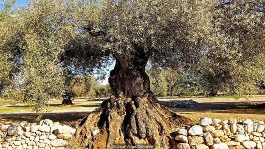 İspanyada 2000 yıllık zeytin ağaçları