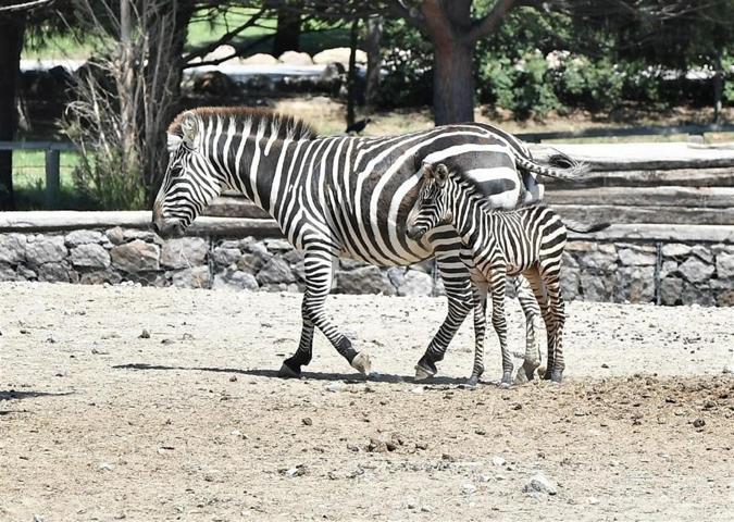 İzmirin tatlı zebrası Zelişe kuzen geldi
