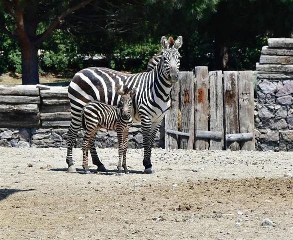 İzmirin tatlı zebrası Zelişe kuzen geldi