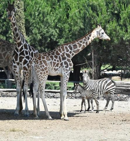 İzmirin tatlı zebrası Zelişe kuzen geldi