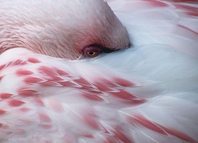 Pembe ve asil: Dünya Flamingo Günü